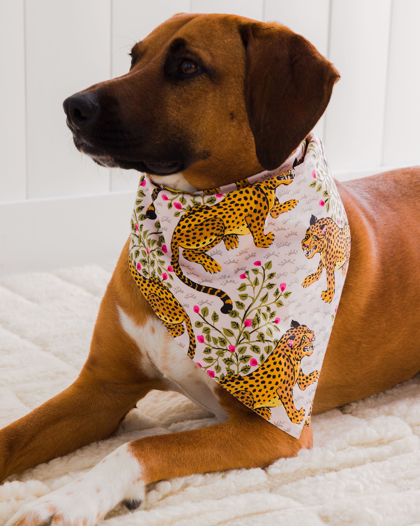 Bagheera - Pet Bandana - Blush - Printfresh