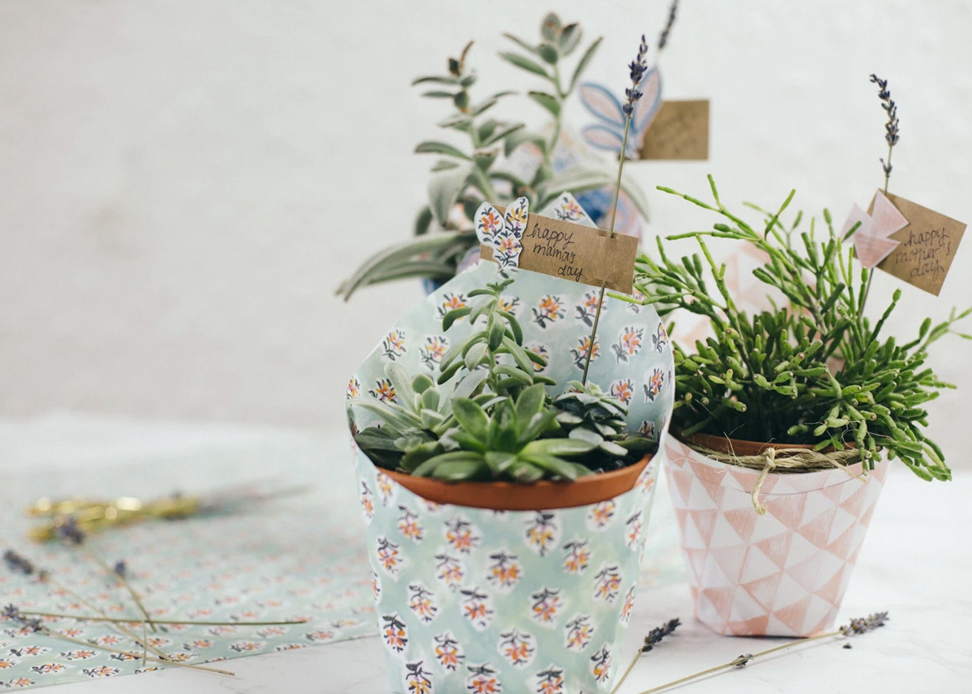 Sweet Succulents for Mom - Mother's Day DIY
