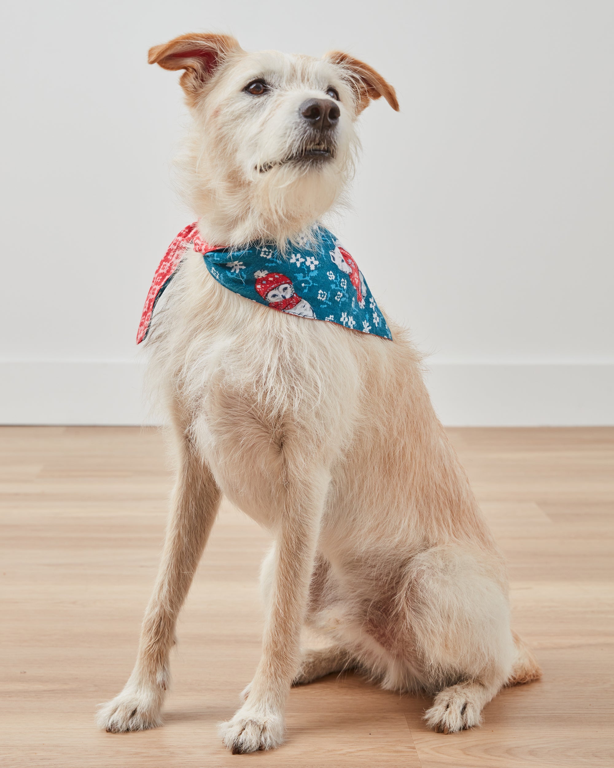 Bundled Up - Flannel Pet Bandana - Navy - Printfresh