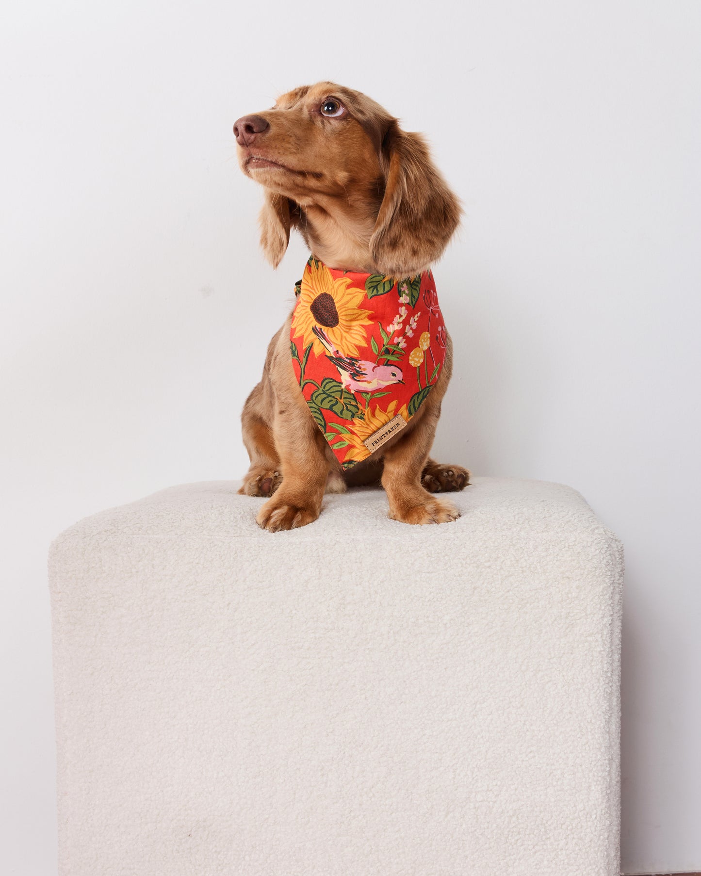 Small brown dog wearing an orange sunflower-print pet bandana while seated on a white pedestal.