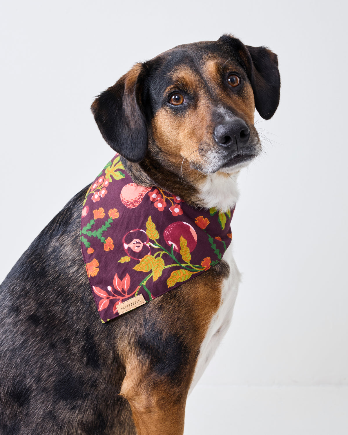 Close-up of a dog wearing a plum floral-print pet bandana