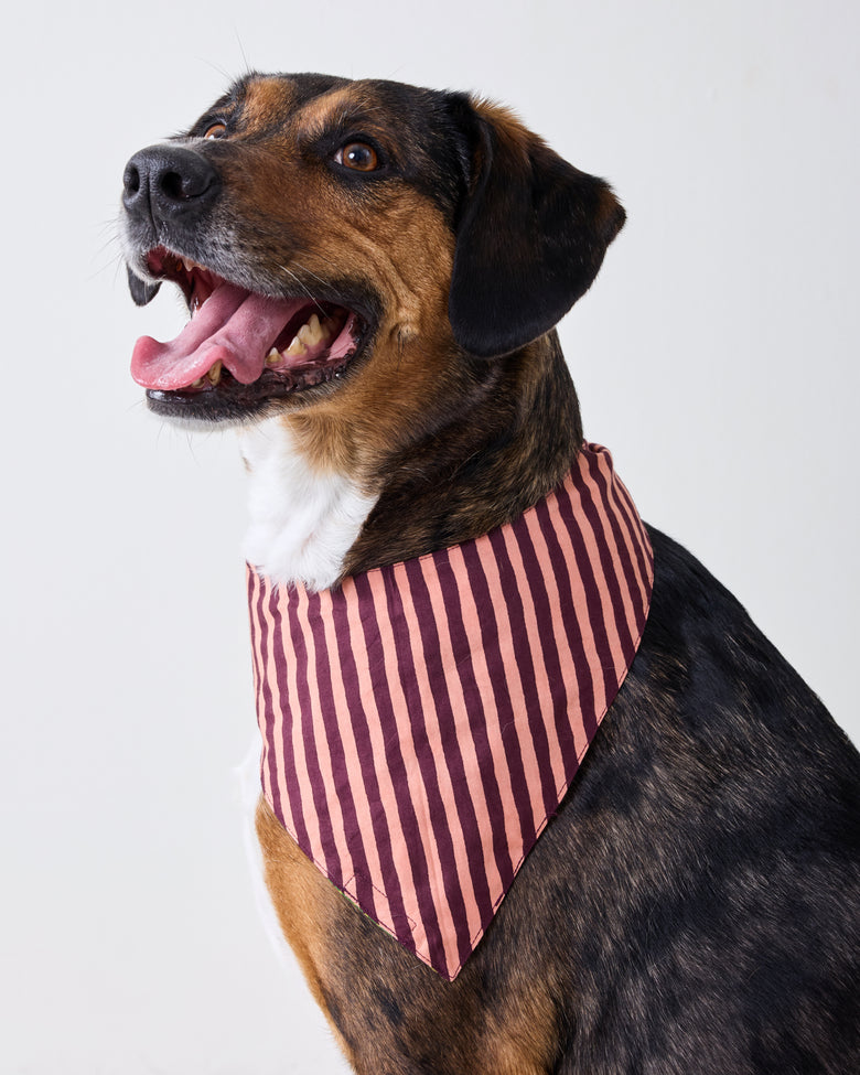 Dog wearing the striped reverse side of a plum pet bandana