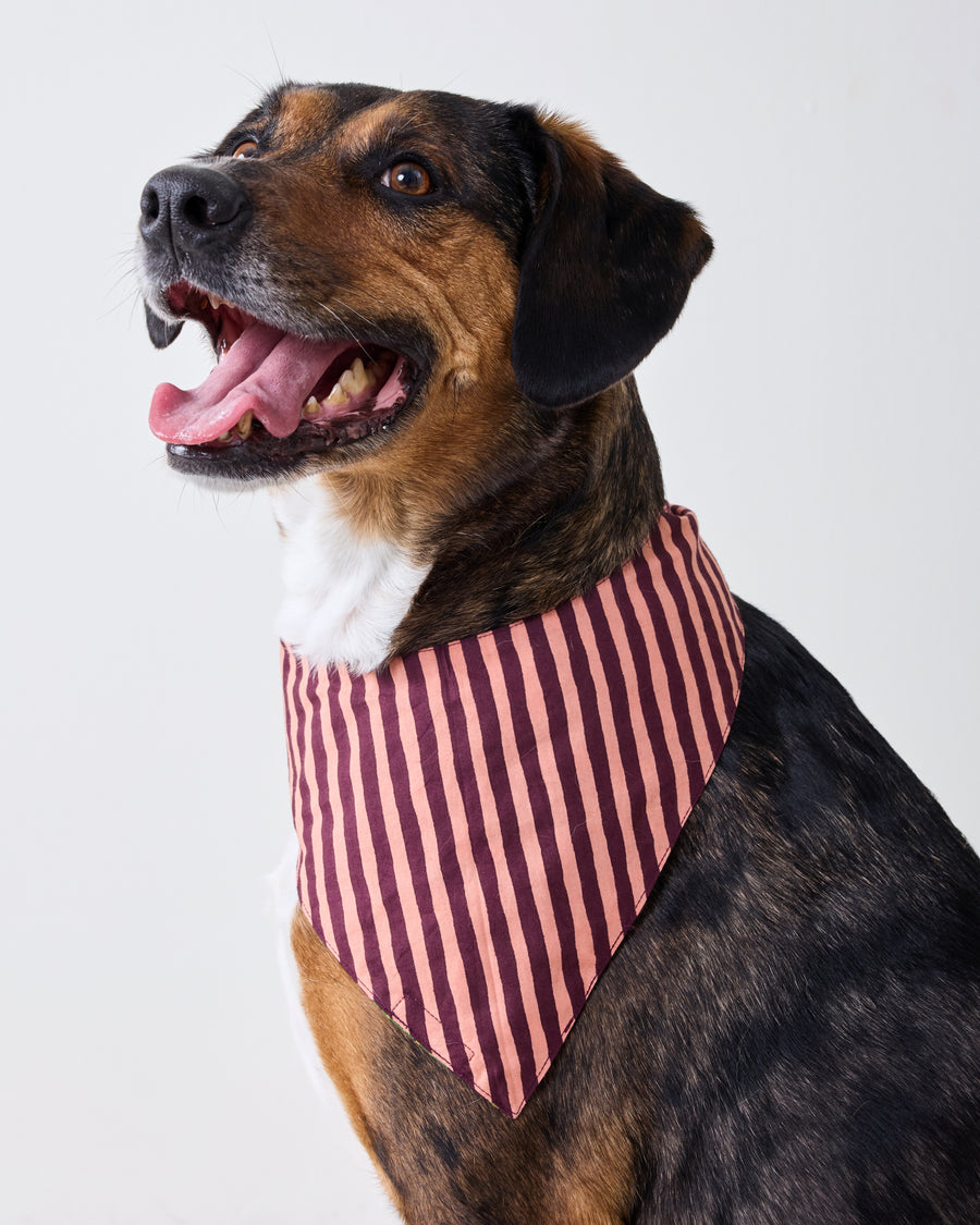 Dog wearing the striped reverse side of a plum pet bandana