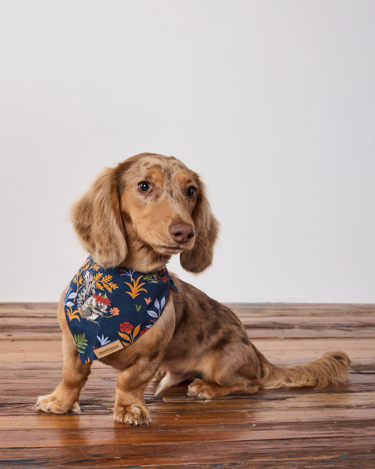 Woodland Critters - Pet Bandana - Indigo