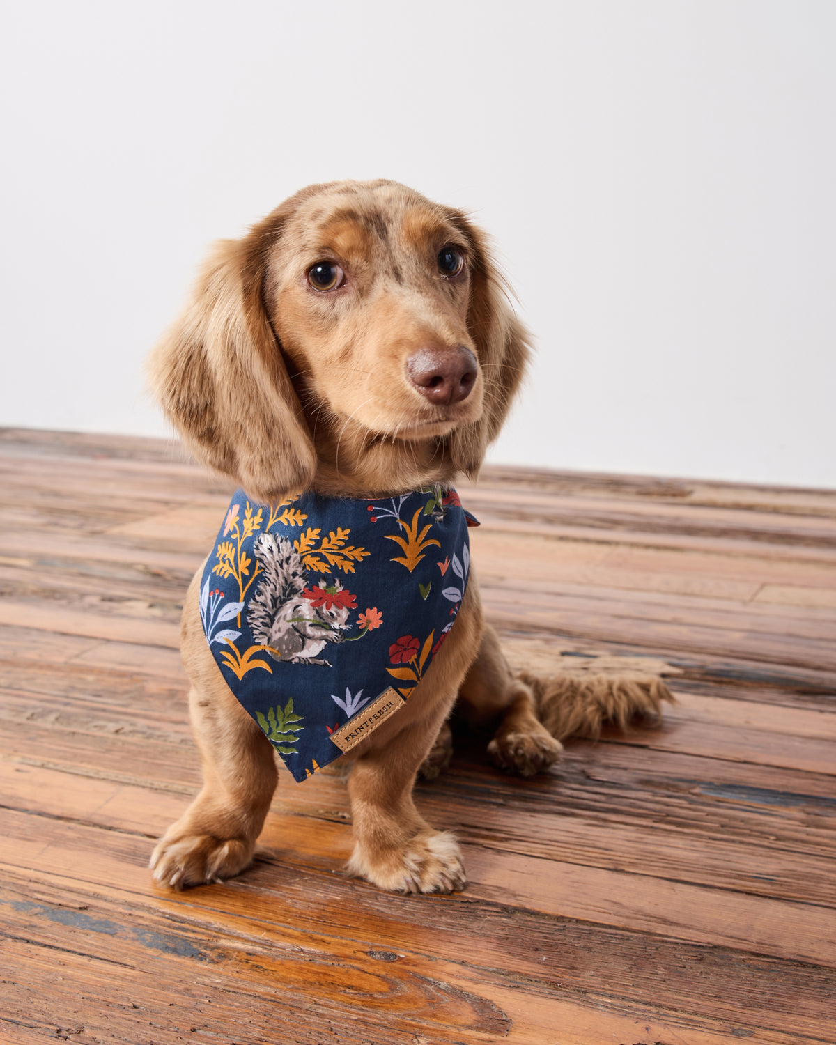 Woodland Critters - Pet Bandana - Indigo