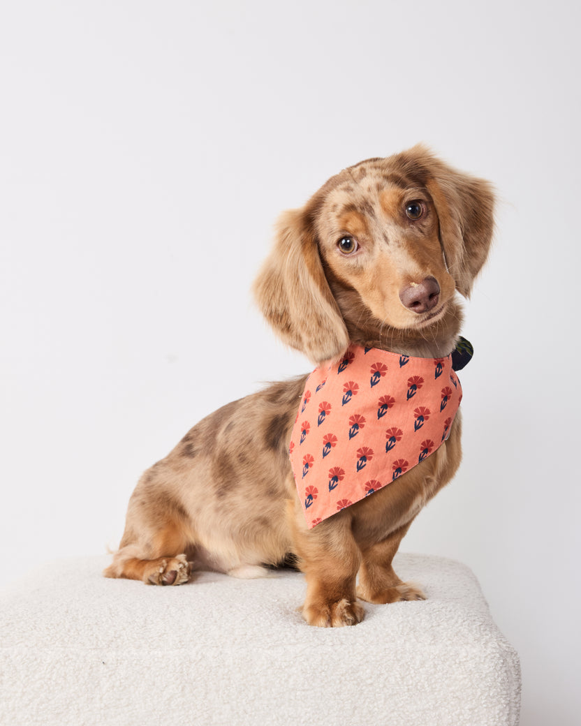 Woodland Critters - Pet Bandana - Indigo