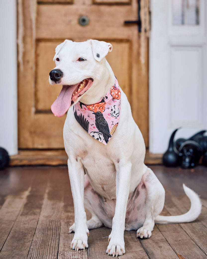 Sleepy Hollow - Pet Bandana - Nevermore Pink - Printfresh