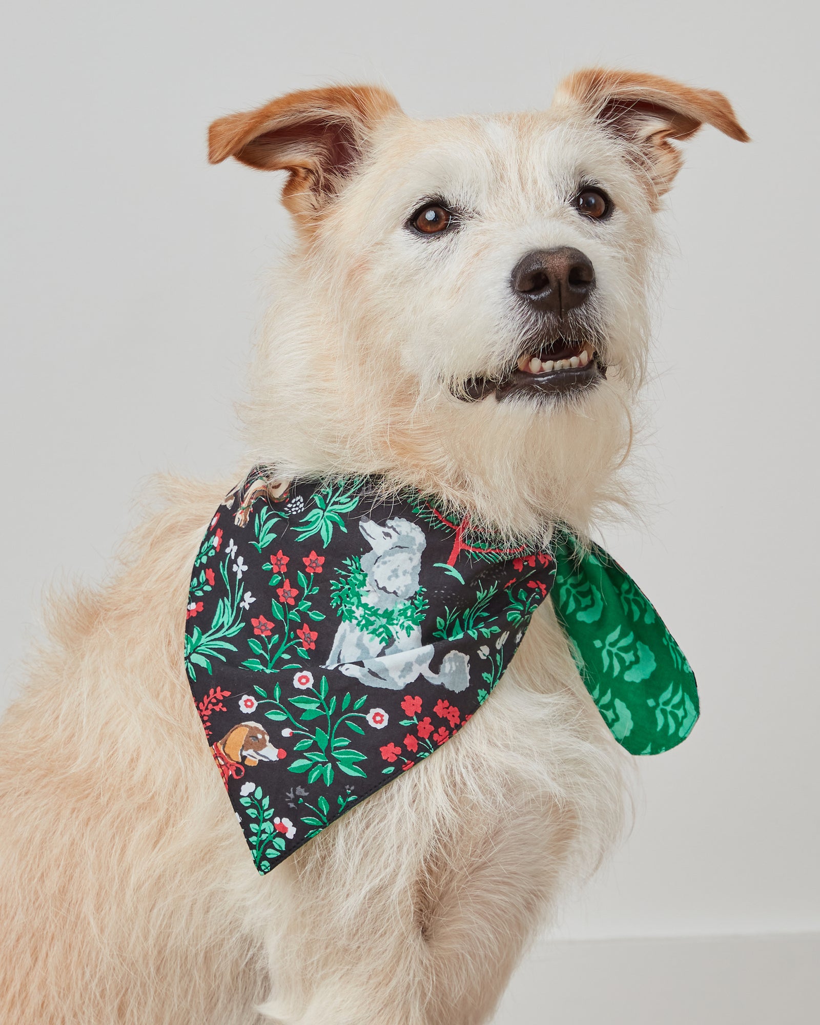 Happy Howlidays - Pet Bandana - Ink - Printfresh