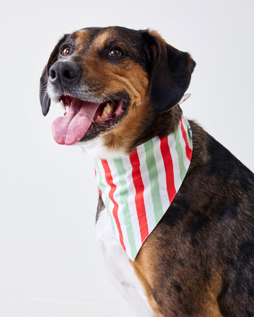 Close-up of a dog wearing the striped side of the Good Dog Christmas pet bandana.