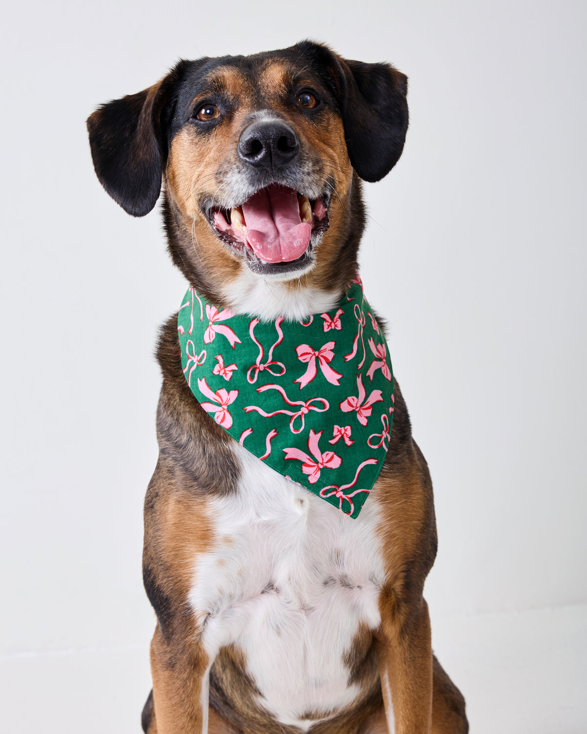 Dog wearing a green pet bandana with a pink bow and ribbon print.