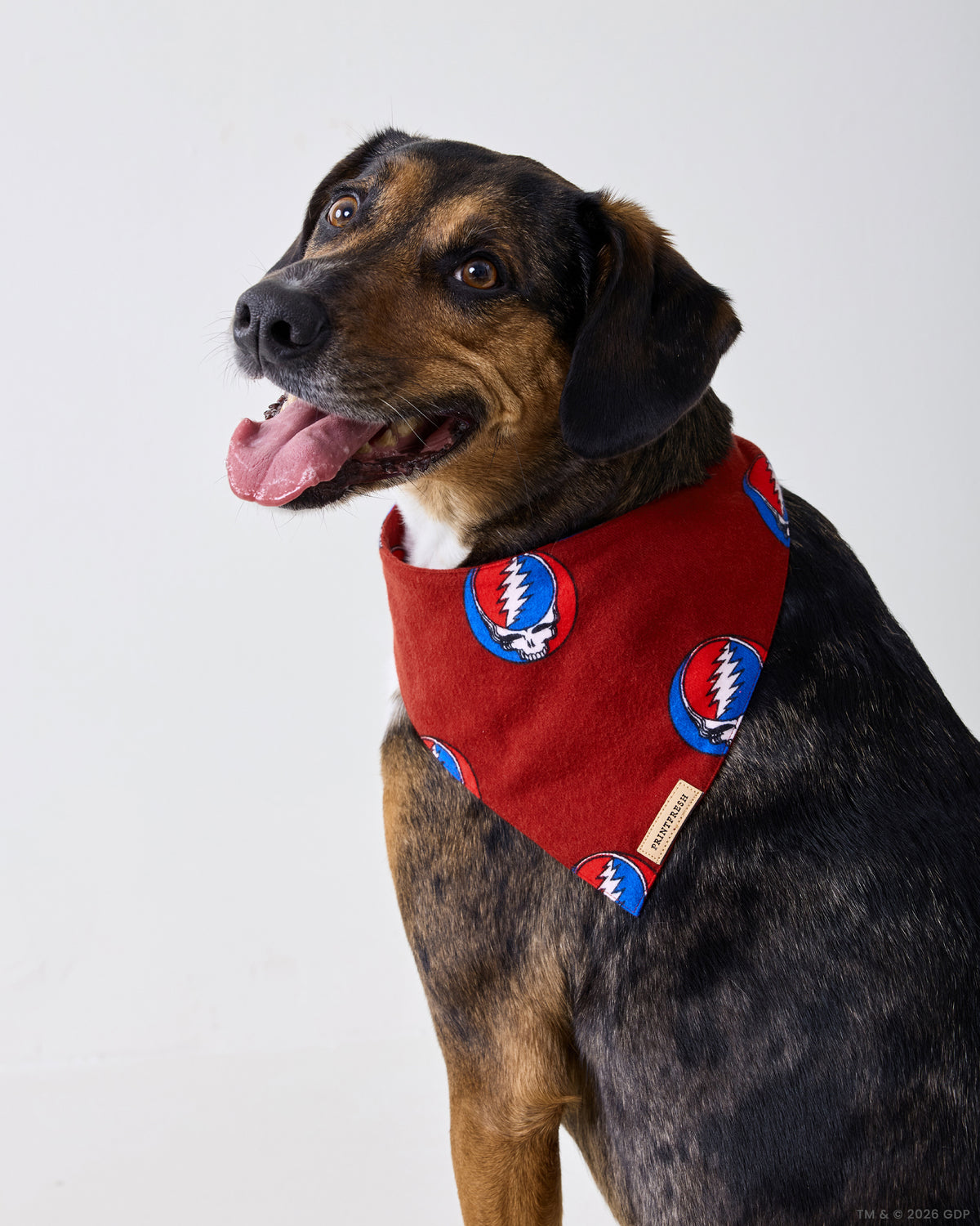 Dog wearing a red pet bandana with repeated circular skull-and-lightning-bolt motifs.