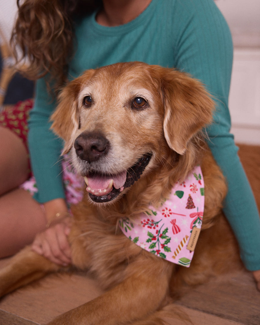 Close-up of a golden retriever wearing a pink patterned pet bandana.