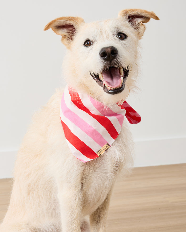 Gift Wrapping - Pet Bandana - Peppermint Swirl - Printfresh