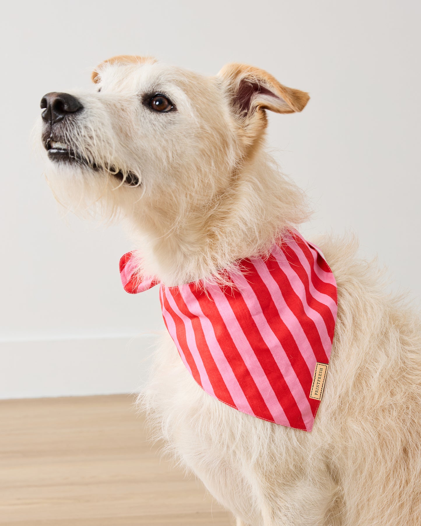 Gift Wrapping - Pet Bandana - Peppermint Swirl - Printfresh