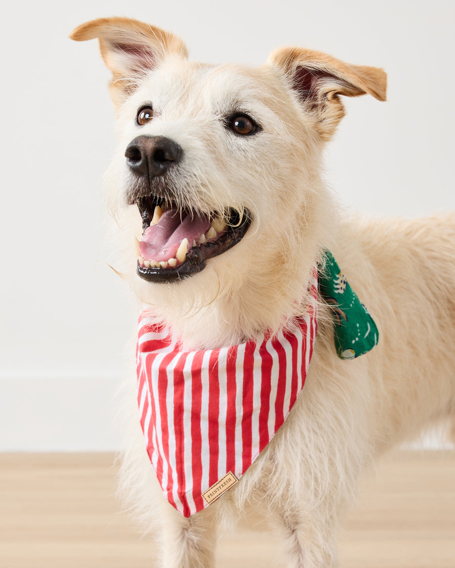 Very Merry Bagheera - Lightweight Flannel Pet Bandana - Mistletoe - Printfresh