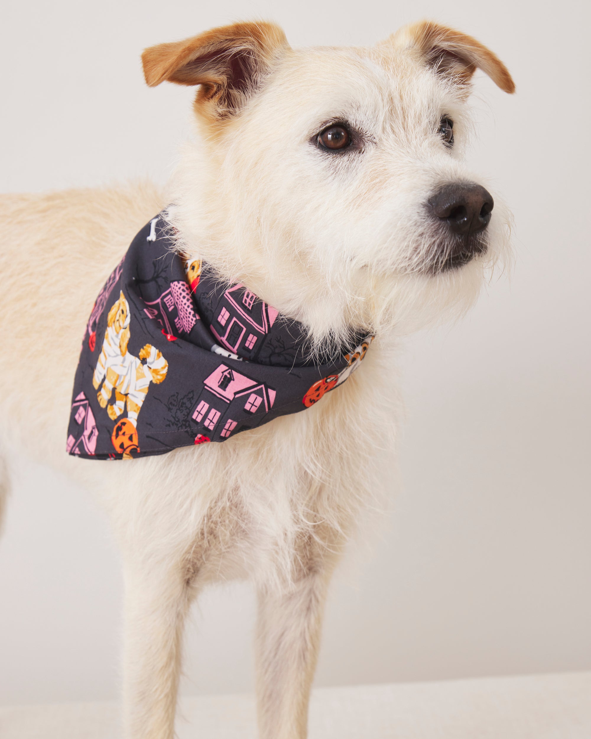 Howloween Night - Pet Bandana - Moon Rock - Printfresh