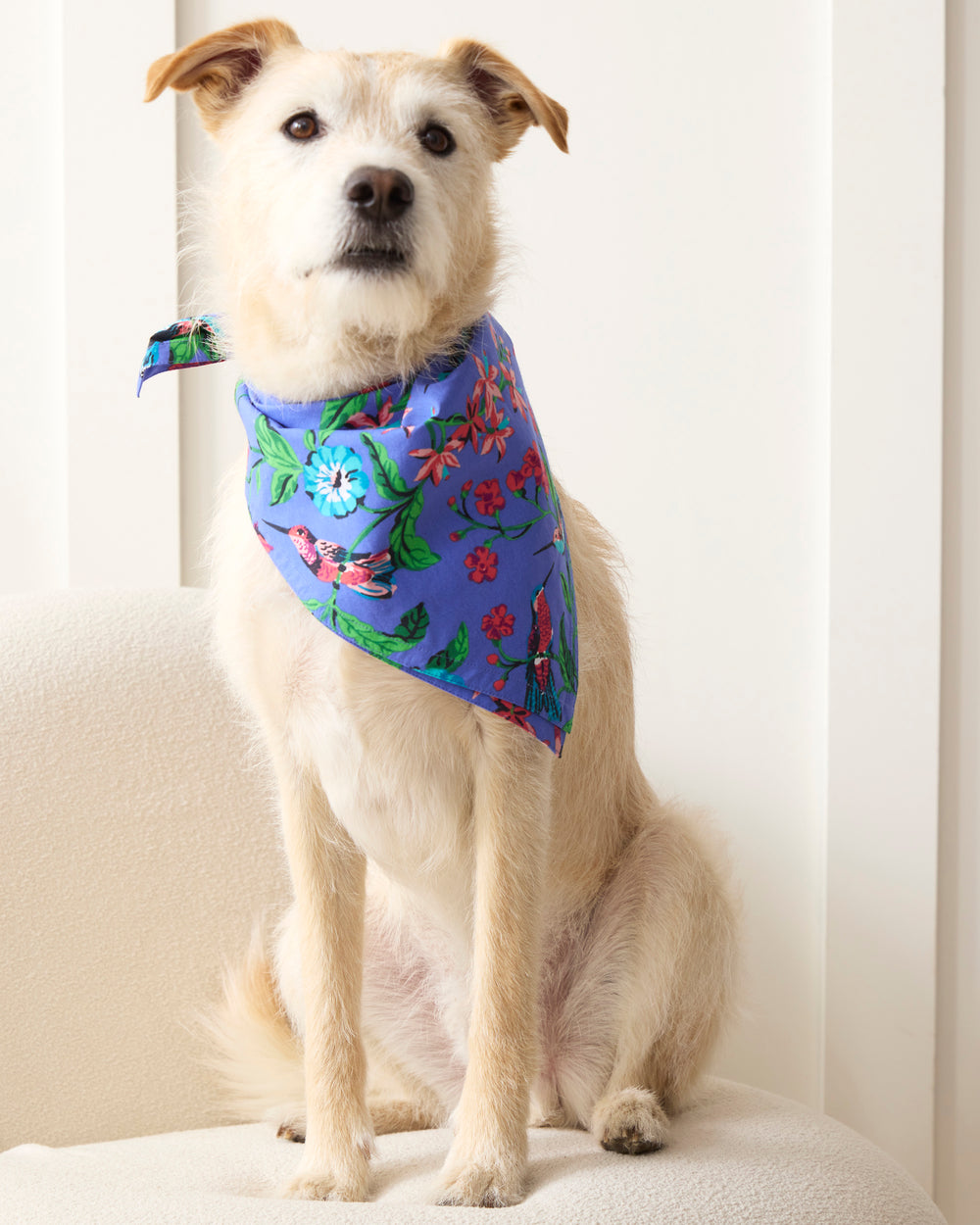 Dog Bandanas Shop Pet Bandanas Printfresh