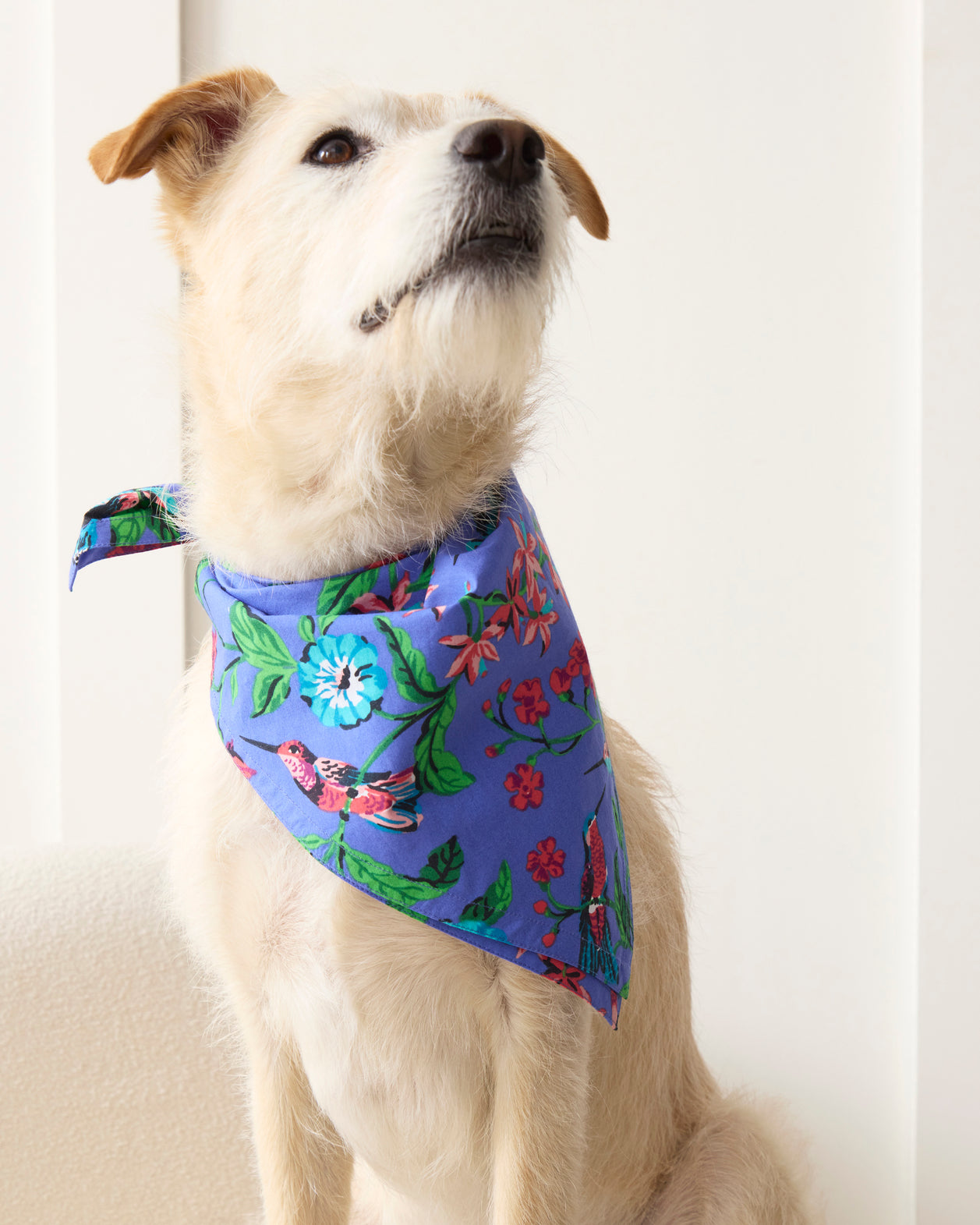 Hummingbird Haven - Pet Bandana - Crocus - Printfresh