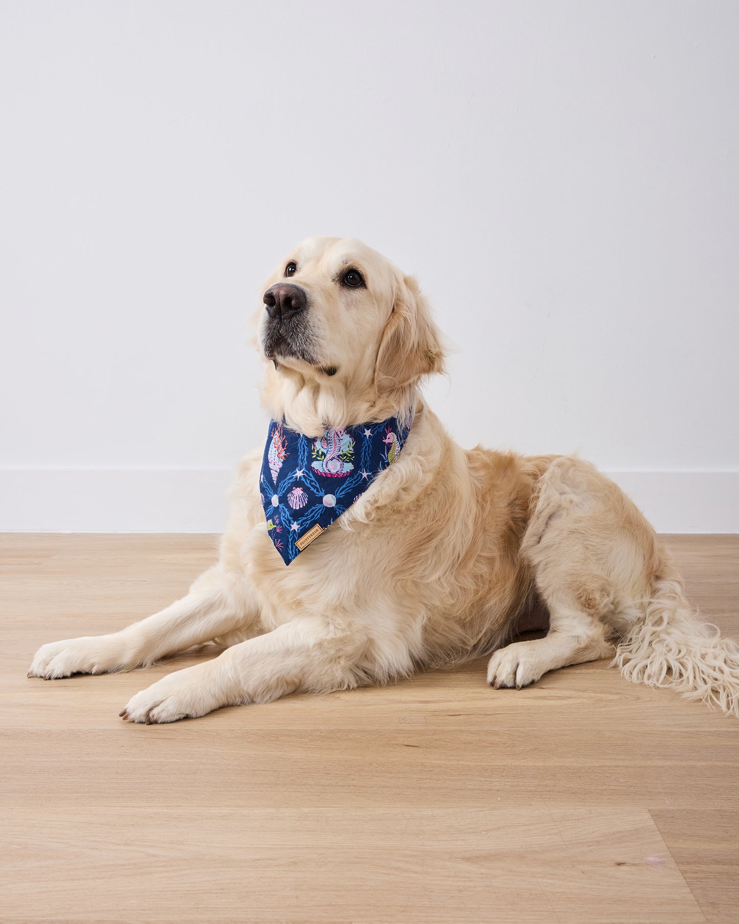 Underwater Enchantment - Pet Bandana - Navy - Printfresh