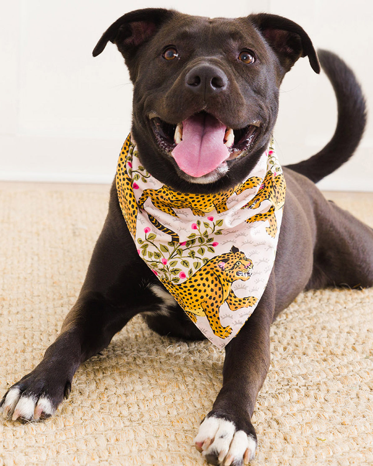 Bagheera - Pet Bandana - Blush - Printfresh